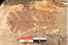 Foto (Detailansicht) von Asplenium hochstetteri Unger (NHMW-GEO-2024-0188-10334)